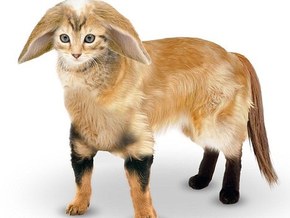 Собирательный образ идеального домашнего любимца британской семьи обладает ушами кролика, мордой кошки, телом золотистого ретривера и хвостом лошади. 