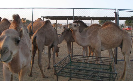 У компании есть собственная верблюжья ферма недалеко от Дубаи. 