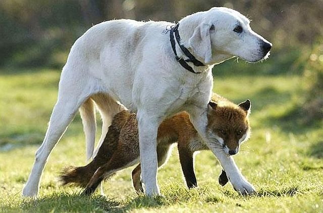Необычная дружба между животными.