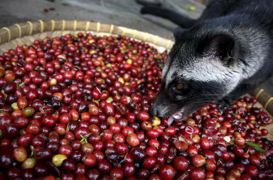 Самый дорогой сорт кофе в мире производят на Восточной Яве, неподалеку от индонезийского города Сурабая. Этот кофе делают с помощью пальмовой циветты, небольшого древесного зверька, похожего на белку. Этот сорт, известный также под названием «Kopi Luwak», производится весьма необычным способом. Циветты поедают плоды кофейного дерева, которые проходят через желудочно-кишечный тракт зверька и выходят вместе с экскрементами не переваренными. (Ulet Ifansasti/Getty Images)