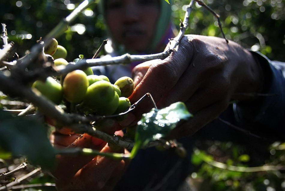 Фермеры собирают плоды кофейного дерева на плантациях Восточной Явы. Кофейные ягоды собираются в традиционной манере, после чего их скармливают циветтам. После того, как кофейные зерна выходят вместе с экскрементами, их чистят, сушат и слегка обжаривают. (Ulet Ifansasti/Getty Images)