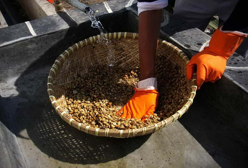 После сбора сотрудник готовит кофейные зерна, промывая их водой. (Ulet Ifansasti/Getty Images)