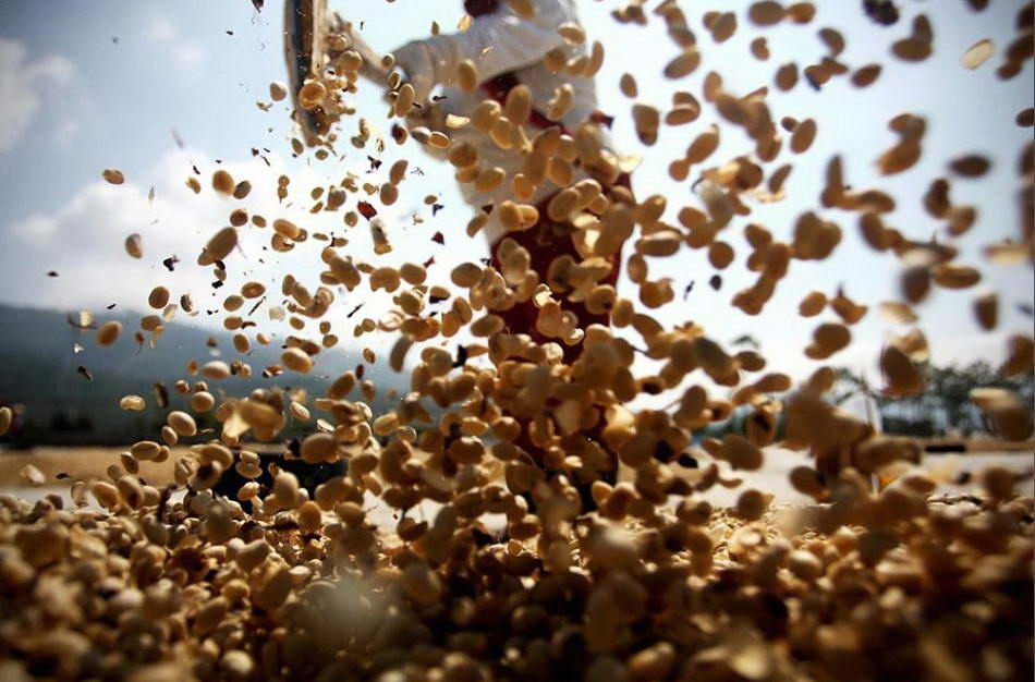 Работник просеивает и разравнивает кофейные зерна для сушки, прежде чем слегка их обжарить. (Ulet Ifansasti/Getty Images)