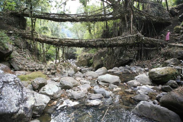 Направляя корни многочисленных видов каучукового дерева, они смогли создать живую систему мостов