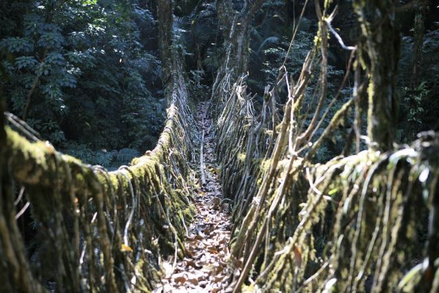 Направляя корни многочисленных видов каучукового дерева, они смогли создать живую систему мостов