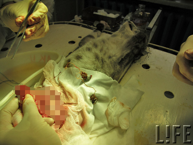Из желудка кошки хирурги достали 40 сантиметров стальной проволоки!