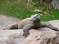 Крупнейшая ящерица в мире – дракон острова Комодо