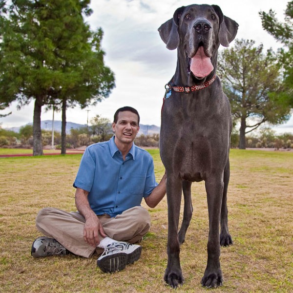 Голубой дог по кличке Джордж - самая большая собака в мире