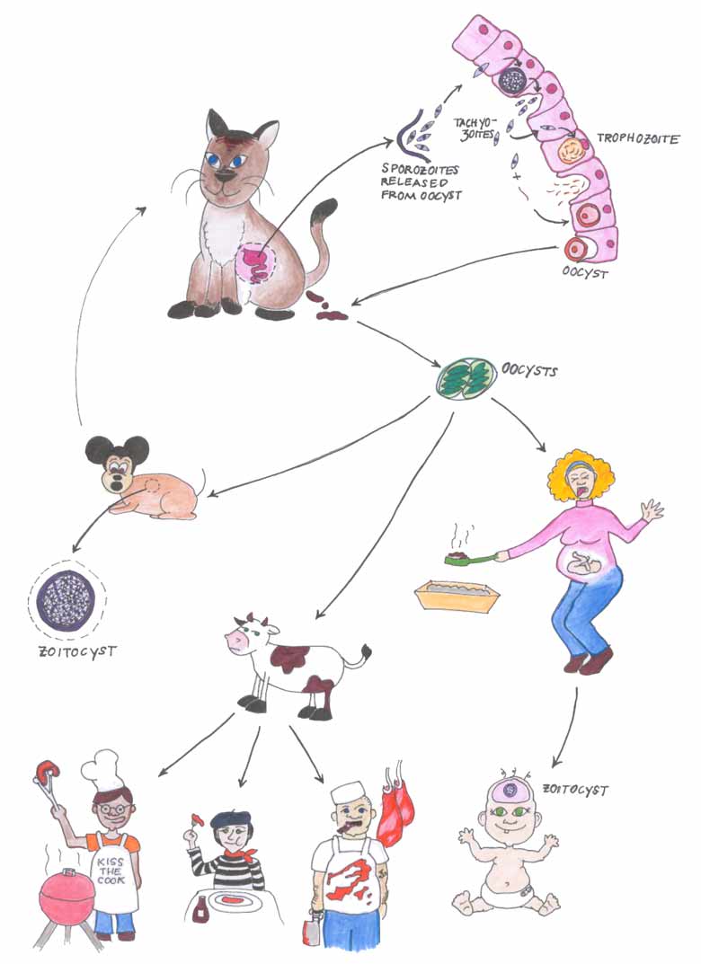 Жизненный цикл Toxoplasma gondii