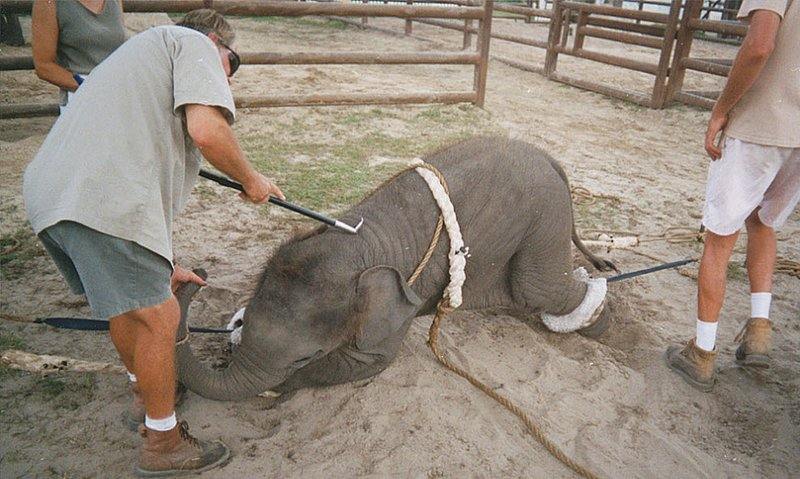 Знаменитый «центр сохранения слонов» на территории цирка «Ringling Bros.» на самом деле – лагерь, в котором мучают бедных слонят, чтобы научить их выполнять нелепые трюки в цирке.