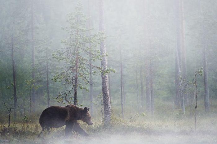 Один день из жизни бурого медведя