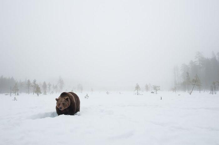 Один день из жизни бурого медведя
