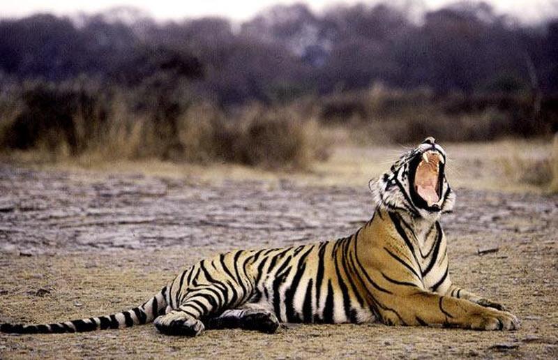 В неволе осталось около 6000 тигров.