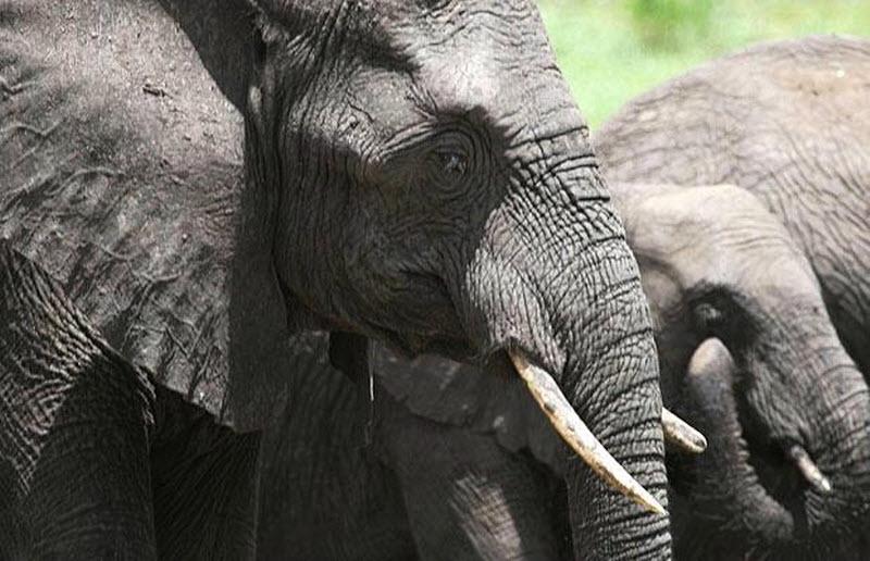 В Африке слоны столкнулись с целым рядом угроз, включая сокращение ареала обитания