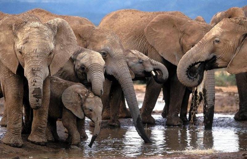 Из-за сокращающейся площади обитания слоны не смогут избежать изменений