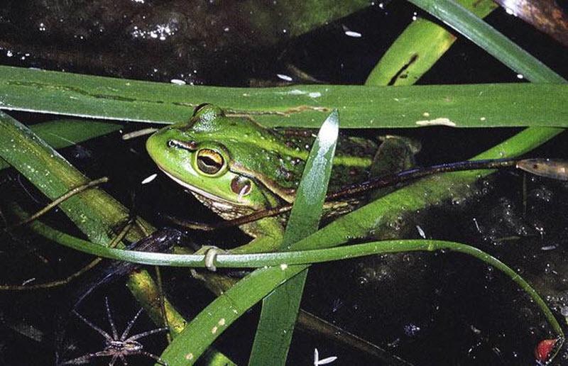 Повышение температуры приводит к высыханию водоемов и, в результате, к смерти жаб и лягушек.