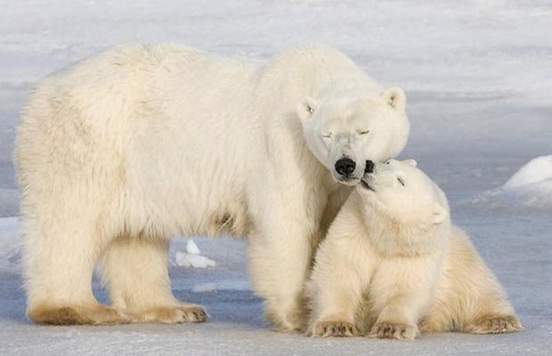 Эксперты считают, что лед в Арктическом море тает на 9% за каждые 10 лет, угрожая области существования белого медведя.