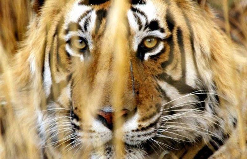 Одно из оставшихся в природе мест обитания тигров – мангровые леса Индии.