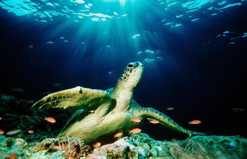 В Южной Америке морские черепахи откладывают яйца на Бразильских пляжах