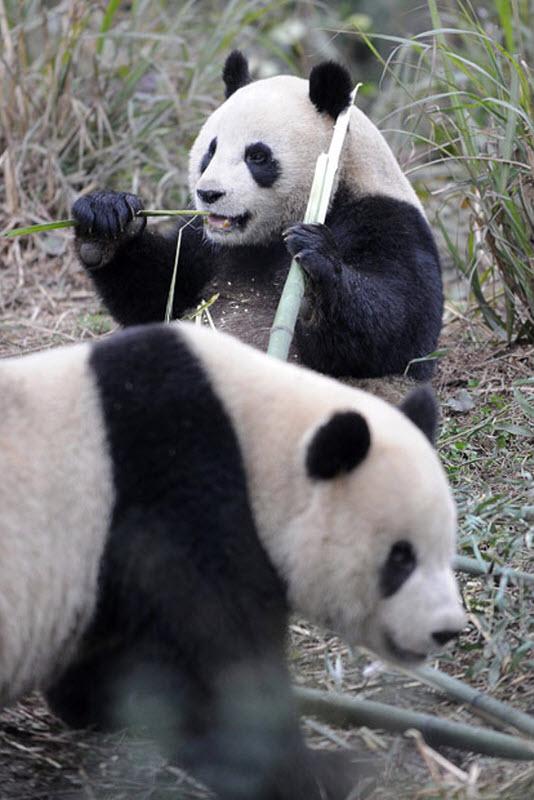 Бамбук – главный продукт питания панд