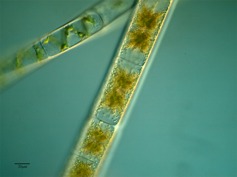 Нанотехнологии для получения биотоплива из водорослей