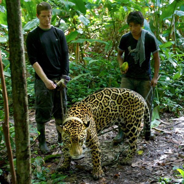 Писатель Тайер Уокер и Джайме, воспитывавший Ягуарупи с детства, гуляют с ягуаром.