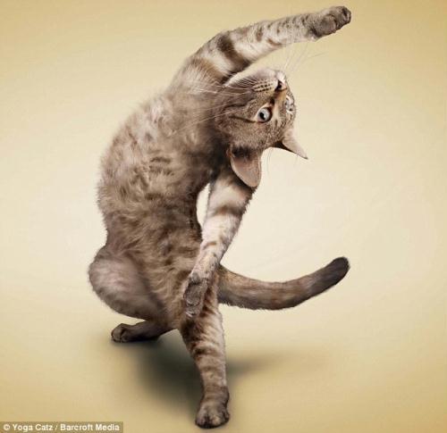 http://animalworld.com.ua/images/2009/December/Raznoe/Kotenok/Yoga-loving_cats-1.jpg