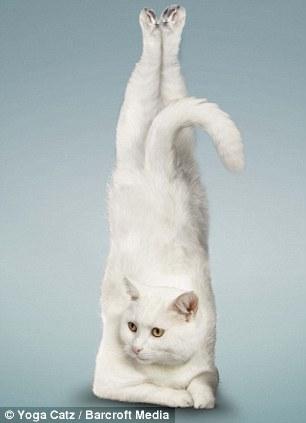 http://animalworld.com.ua/images/2009/December/Raznoe/Kotenok/Yoga-loving_cats-3.jpg