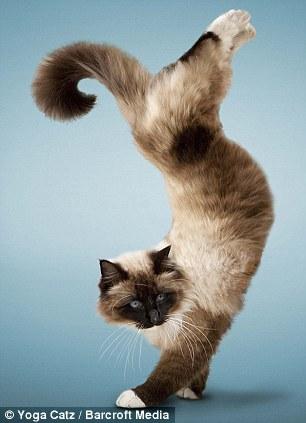 http://animalworld.com.ua/images/2009/December/Raznoe/Kotenok/Yoga-loving_cats-4.jpg