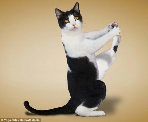 http://animalworld.com.ua/images/2009/December/Raznoe/Kotenok/Yoga-loving_cats-5.jpg
