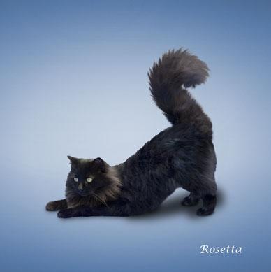 http://animalworld.com.ua/images/2009/December/Raznoe/Kotenok/Yoga-loving_cats-7.jpg