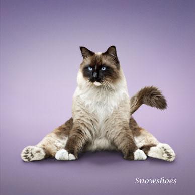 http://animalworld.com.ua/images/2009/December/Raznoe/Kotenok/Yoga-loving_cats-8.jpg