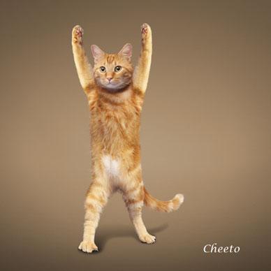 http://animalworld.com.ua/images/2009/December/Raznoe/Kotenok/Yoga-loving_cats-9.jpg
