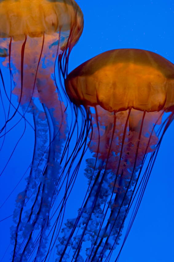 ядовитая коробкообразная медуза