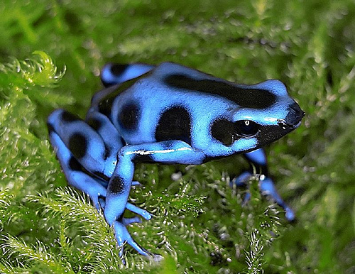 Blue Poison Dart Frog.
