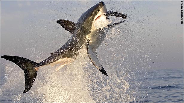 После подъёма с глубины на скорости до 35 mph , акула использует сомкнутые ряды острых как бритва зубов, чтобы вонзится в тюленя.
