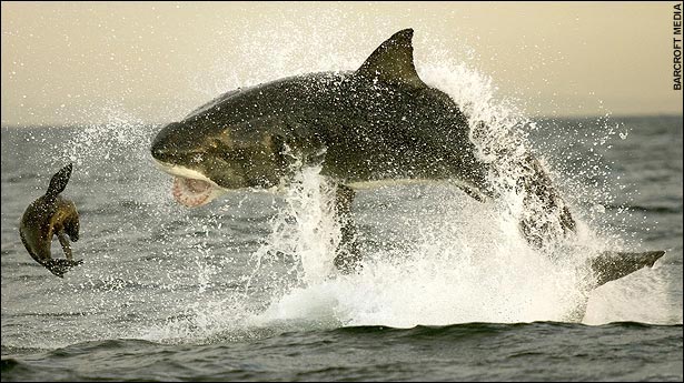 В данном случае группа фотографов использовала искусственную приманку, чтобы привлечь акул перед их нападением на тюленей.