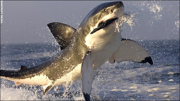 Акулы питаются молодыми тюленями, когда те пытаются вернутся на остров Seal