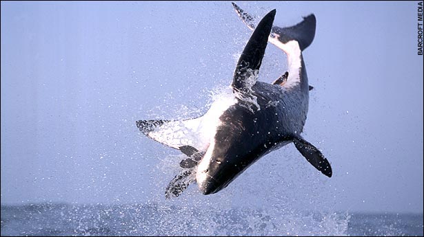 Средний размер больших белых акул в водах вокруг строва Seal около12-16ft (3,6-4,8 м)