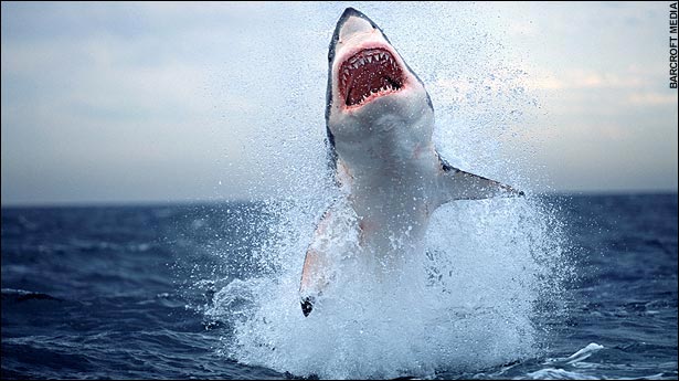 Когда дети видят, что акула ест тюленя, они чувствуют к нему жалость, но это такое же природное явление, как охота льва на зебру.