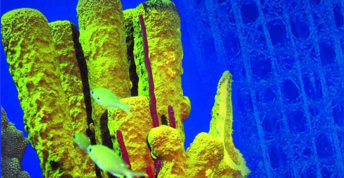 морская губка Euplectella растит стеклянные спикулы, которые являются отличными оптическими волокнами. 