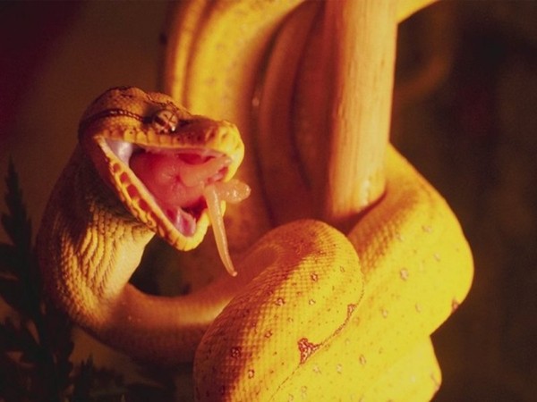 Зловещий раздвоенный язычок змей, который многими принимается за смертоносное «жало», — всего лишь безобидный орган осязания.