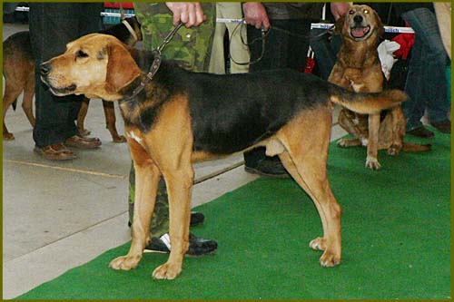 «Ганчак беларускi» - это потомок огара (по-польски «гончей»). Является аборигенной популяцией охотничьих собак , которые сформировались методом народной селекции. 