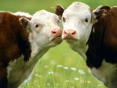 Новозеландцы подсчитали, что при производстве одного литра молока выделяется около 1 кг углекислого газа (CO2)