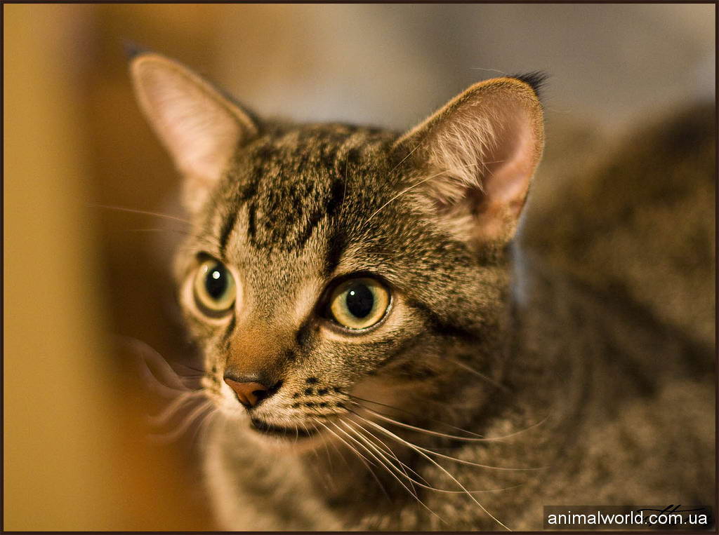 Egyptian Mau cat, Такая порода кошек, как египетский мау, появилась именно в Египте,