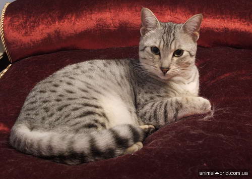 Egyptian Mau cat. Египетские кошки Мау очень красивые, сильно выделяющиеся среди иных представителей семейства кошачьих. 