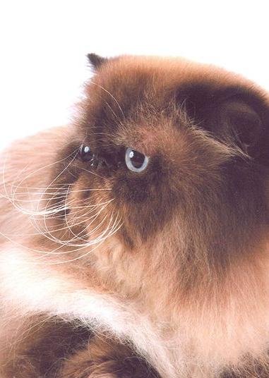 Гималайские кошки - это американское название длинношерстных колорпойнтов, то есть персидских кошек с сиамским окрасом.