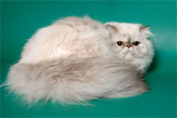 Гималайские кошки - это американское название длинношерстных колорпойнтов, то есть персидских кошек с сиамским окрасом.