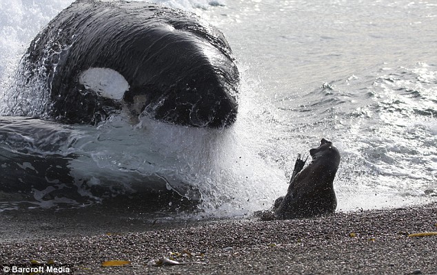 Охота косатки на тюленя