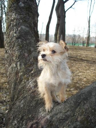 Московский дракон – небольшая собака, с некоторыми особенностями шерстного покрова.